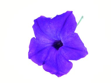                                çiçek tomurcuğu beyaz arkaplanda izole