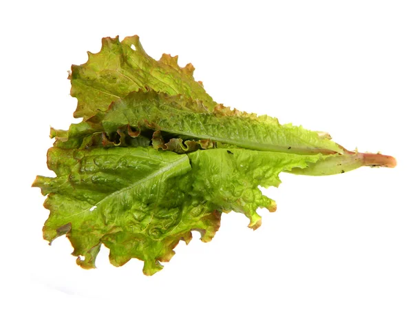 Salada Verde Isolada Sobre Fundo Branco — Fotografia de Stock