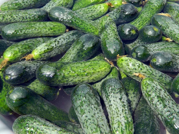 Frische Grüne Gurken Sommer Gepflückt — Stockfoto