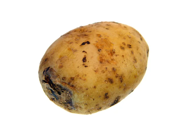 Ripe Potato Isolated White Background — Stock Photo, Image