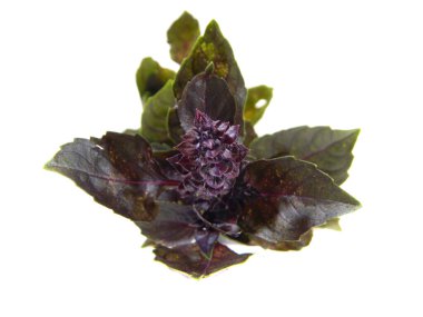                                salata beyaz arkaplanda izole