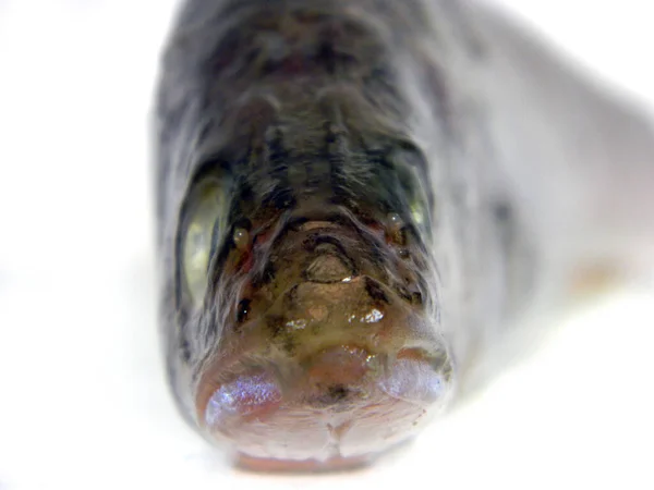 Beyaz Arkaplanda Çiğ Balık Izole Edilmiş — Stok fotoğraf