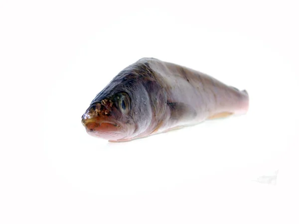 Raw Fish Isolated White Background — Stock Photo, Image