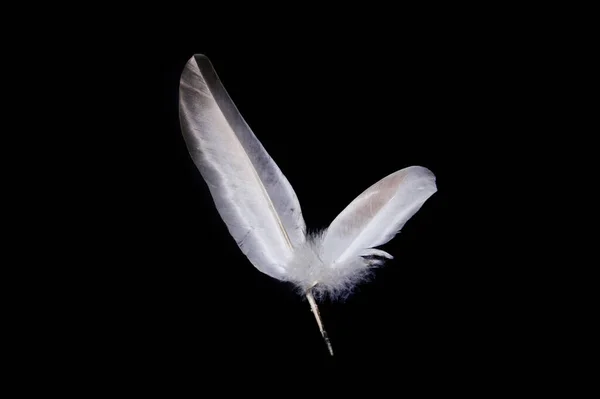 Plume Oiseau Isolé Sur Fond Noir — Photo