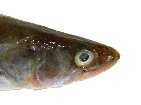 Roher Fisch Isoliert Auf Weißem Hintergrund — Stockfoto