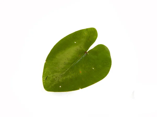 Листья Лилии Выделенные Белом Фоне — стоковое фото