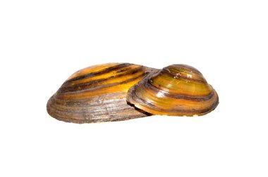 Nehir kabuğu beyaz arkaplanda izole edildi