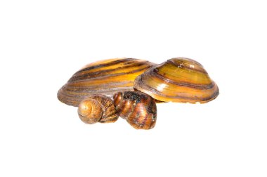 Nehir kabuğu beyaz arkaplanda izole edildi