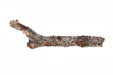 huş dalı beyaz arkaplanda izole edildi