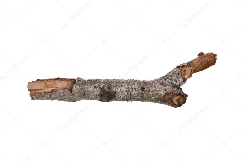 birch branch isolated on white background