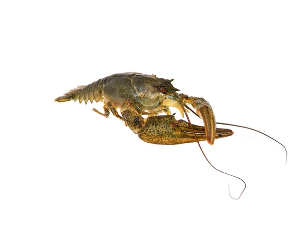 Crayfish Diisolasi Latar Belakang Putih — Stok Foto
