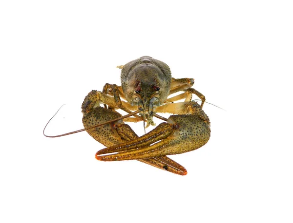 Crayfish Diisolasi Latar Belakang Putih — Stok Foto