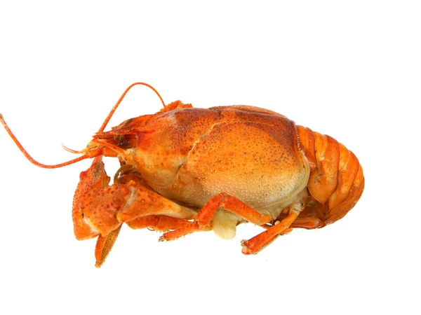 Crayfish Isolated White Background — Stock Photo, Image