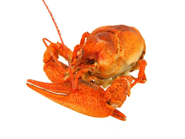 Crayfish Isolated White Background — Stock Photo, Image