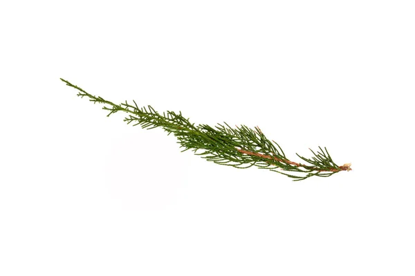 Thuja Tak Geïsoleerd Witte Achtergrond — Stockfoto