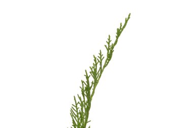 thuja dalı beyaz arkaplanda izole edildi