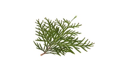 thuja dalı beyaz arkaplanda izole edildi
