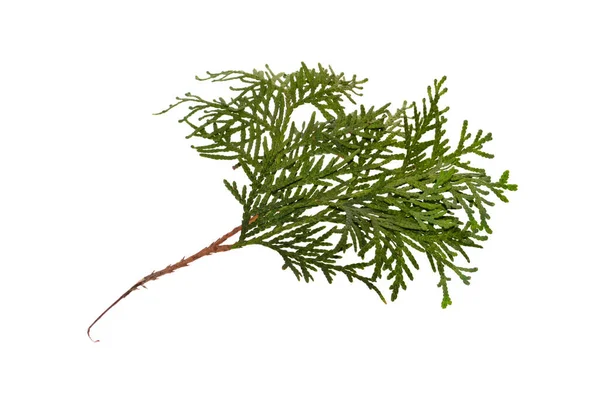 Thuja Ramo Isolado Fundo Branco — Fotografia de Stock