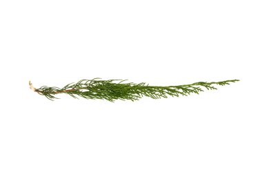 thuja dalı beyaz arkaplanda izole edildi