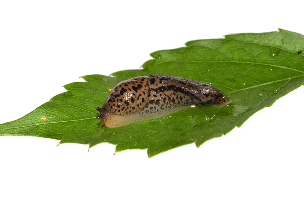 Lumaca Isolata Sfondo Bianco — Foto Stock