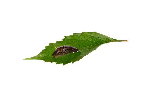 Caracol Aislado Sobre Fondo Blanco — Foto de Stock