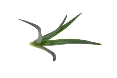 Aloe çiçeği beyaz arkaplanda izole