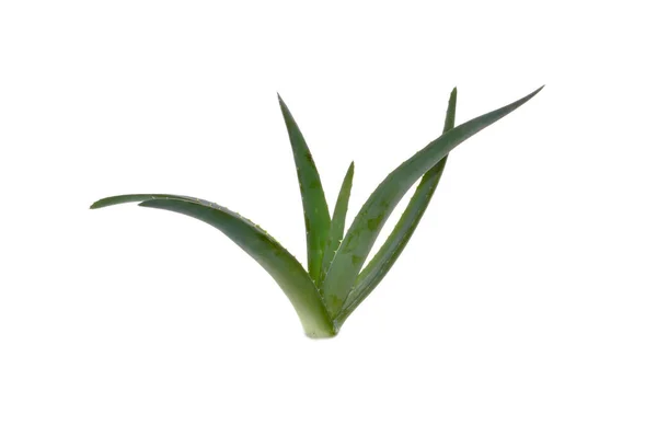 Fleur Aloès Isolée Sur Fond Blanc — Photo