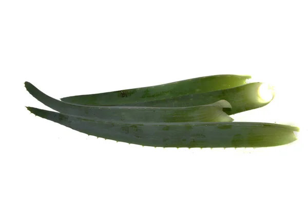 Bunga Aloe Diisolasi Pada Latar Belakang Putih — Stok Foto