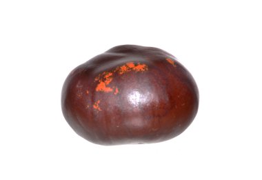 kestane meyvesi beyaz arkaplanda izole