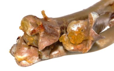 Beyaz arka planda izole edilmiş tavuk kemikleri