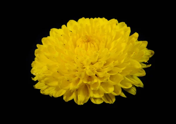 Gelbe Blume Isoliert Auf Schwarzem Hintergrund — Stockfoto