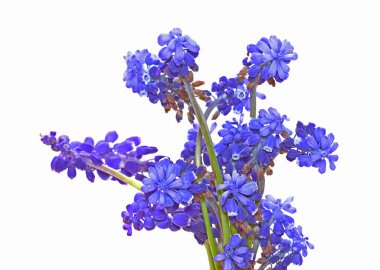 Beyaz arkaplanda izole edilmiş mavi çiçekler