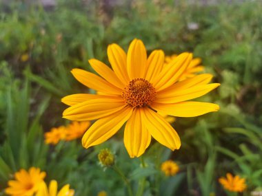 Yaz çiçeği fotoğrafı - yakın plan