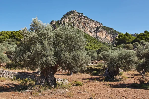 Mallorca Krajina Horách — Stock fotografie