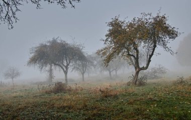 sonbahar manzara orman