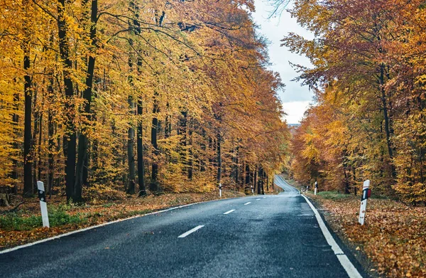 Bos Herfst Landschap — Stockfoto