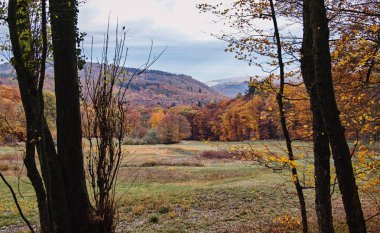 sonbahar manzara orman