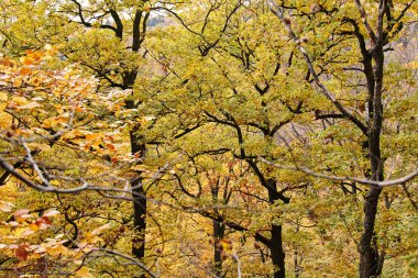 sonbahar manzara orman