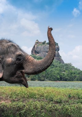 Sigirya, Sri Lanka 'daki Sigirya Aslan Kalesi yakınlarındaki fil.
