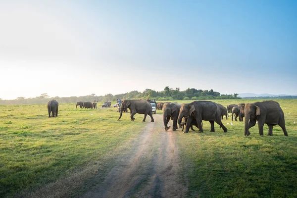 Large Group Elephants Grazing Green Grass Sunny Day — Stock Photo, Image