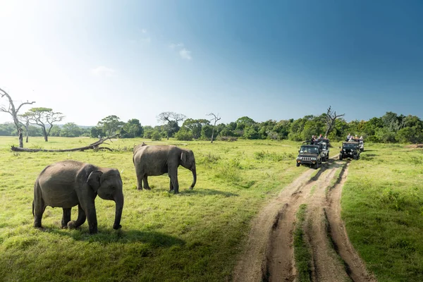 Люди Сафари Смотрят Большую Группу Слонов Сидящих Зеленой Траве Солнечный — стоковое фото