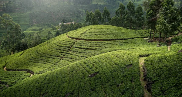Повітряний Вид Чайні Плантації Горах Сонячний День — стокове фото
