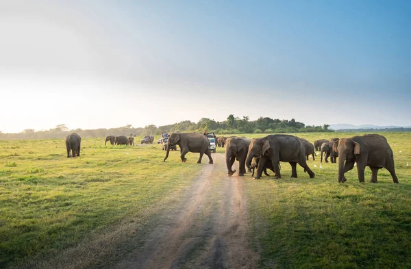 Große Elefantengruppe Weidet Sonnigen Tagen Auf Grünem Gras — Stockfoto