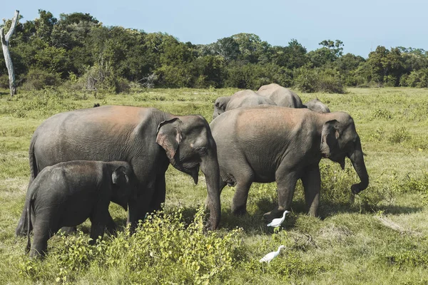 Large Group Elephants Grazing Green Grass Sunny Day — Stock Photo, Image