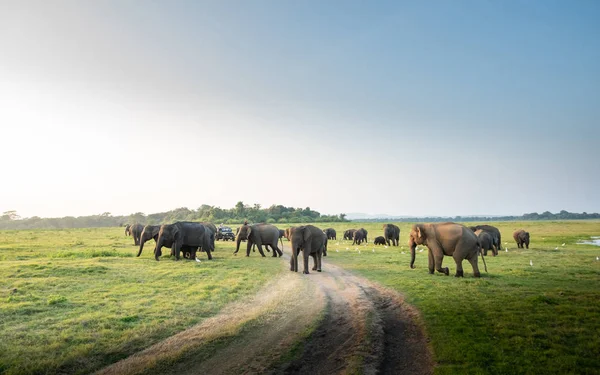 Grande Grupo Elefantes Pastando Grama Verde Dia Ensolarado Fotos De Bancos De Imagens