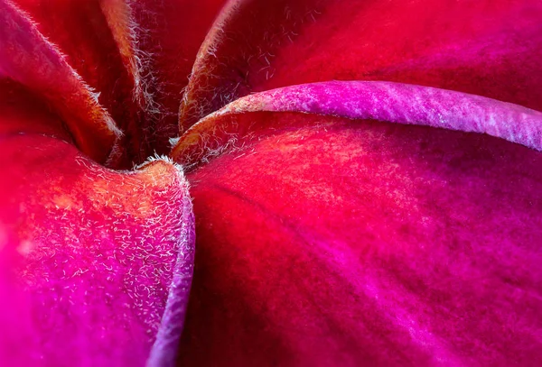 Gros Plan Rouge Plumeria Fleur Avec Nature Concept Fond — Photo