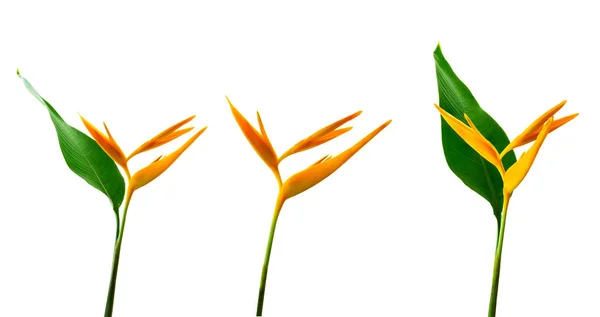 Alan Carle Helikonia Blume Isoliert Auf Weißem Hintergrund Und Clipping — Stockfoto