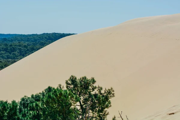 Dune of Pilate, France. the largest sandy desert in Europe, with beatiful forest and ocean view on the back side — Stock Photo, Image