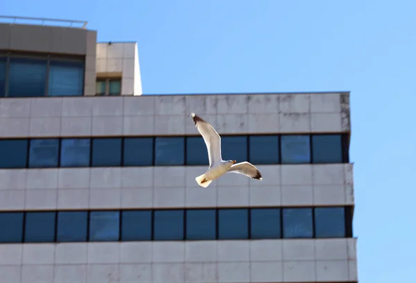 Seagull Για Φόντο Του Ένα Σύγχρονο Κτίριο Στην Πόλη Της — Φωτογραφία Αρχείου