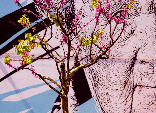 Ağaç Porto şehrinde 2018 baharda çiçeklenme.